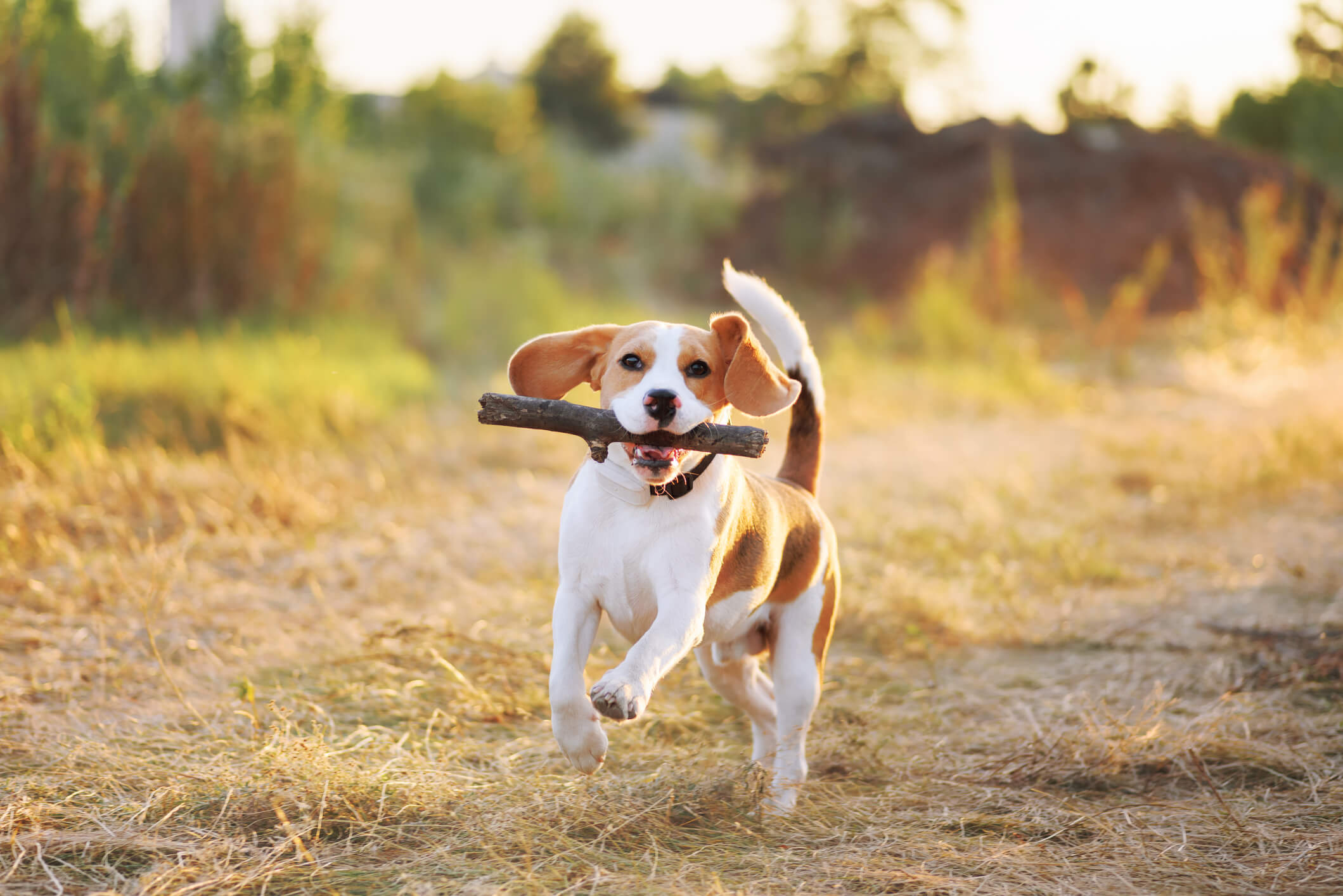 beagle dog breed