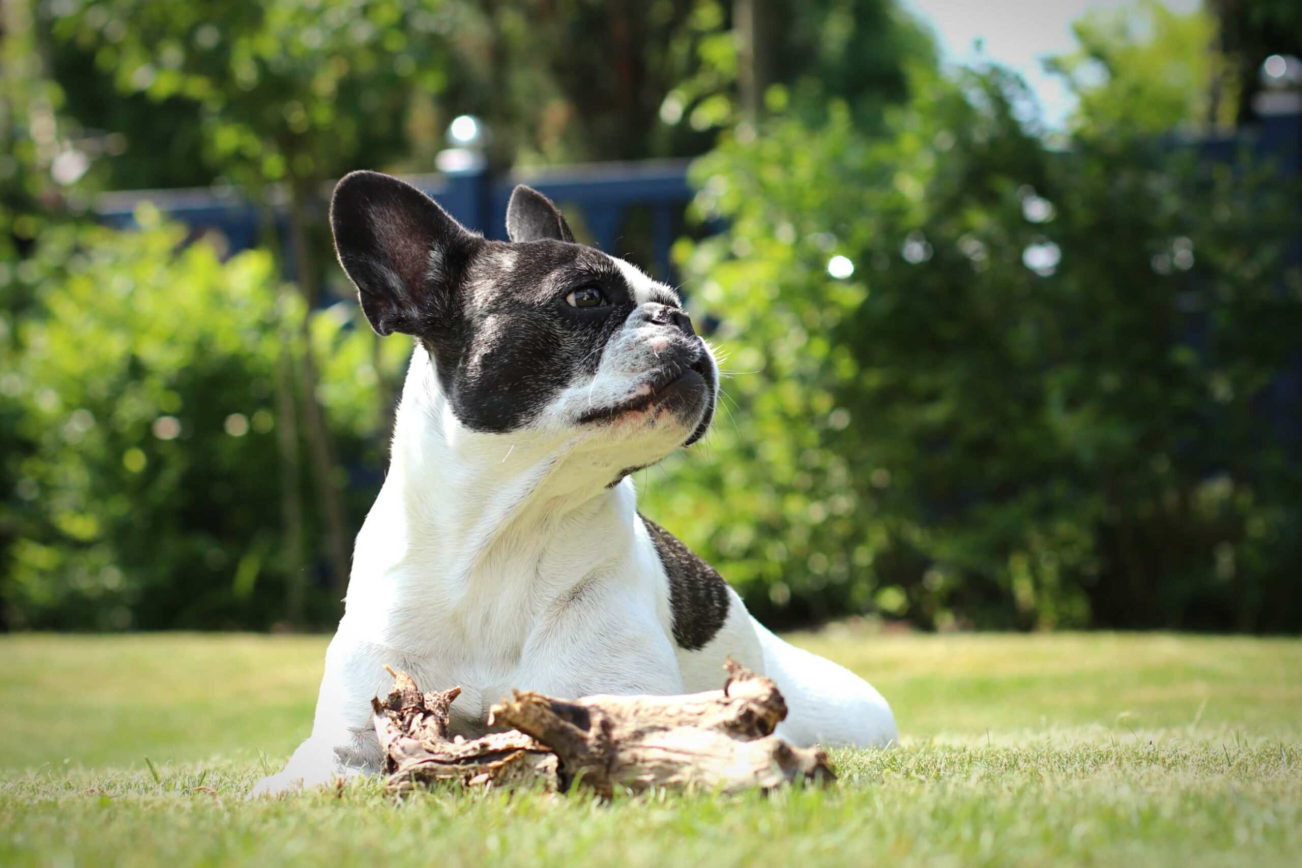 french bulldog dog breed