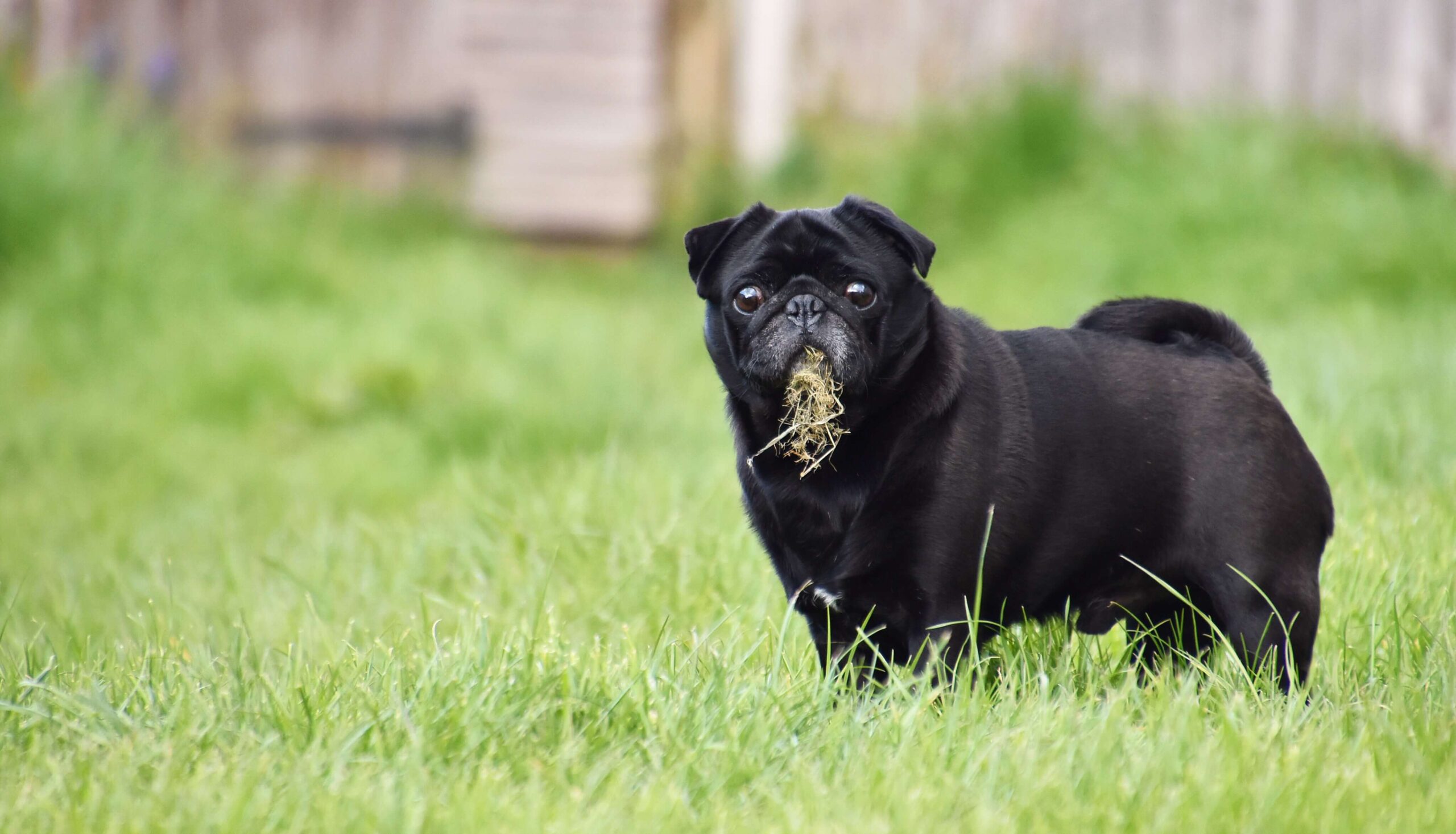 pug dog breed