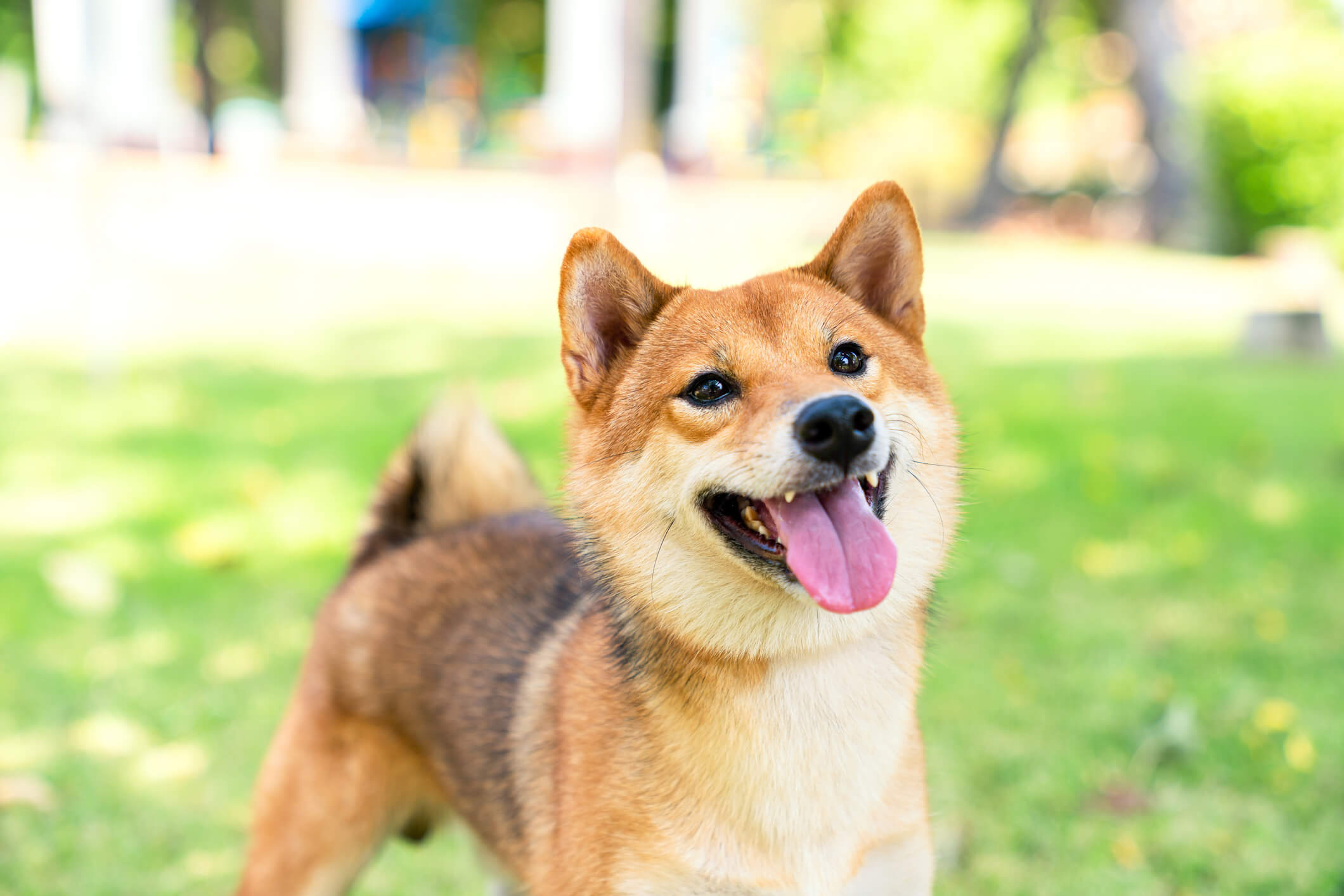 shiba inu dog breed